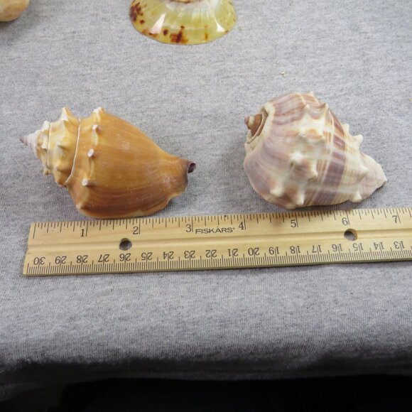 Collection of REAL Sea Shells in plastic star fish dish (over 1 pound) - Picture 7 of 12